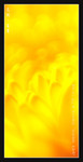 wIMG11539