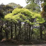 IMG_9039_resize.JPG