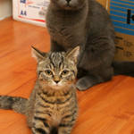 �ʭ��ۤ��G Cats Vol.2
