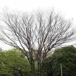 IMG_9386_resize.JPG
