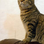 �ʭ��ۤ��G CATS in TKO