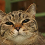 �ʭ��ۤ��G 7 Cats