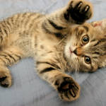 �ʭ��ۤ��G Cats