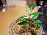 DSCF1308
