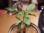 DSCF1349