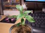 DSCF1367