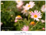 DSCF2117