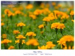 DSCF2133