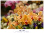 DSCF2138