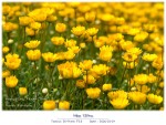 DSCF2165