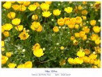 DSCF2166