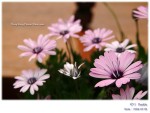 DSCF6862