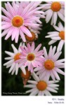 DSCF6865