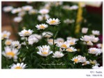 DSCF6869