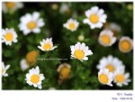 DSCF6875