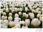 DSCF6884