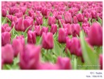 DSCF6919
