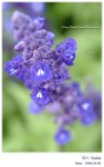 DSCF6928
