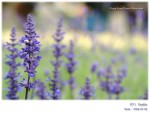 DSCF6929