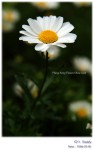 DSCF6935