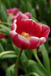 DSCF8170