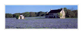bluebonnets farmhouse pano