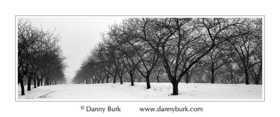 sleeping bear winter cherry orchard pano bw 2