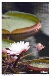 �ʭ��ۤ��G AF Reflex 500mm f/8�ۤ�