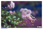 �ʭ��ۤ��G AF 70-210mm f/4�ۤ�
