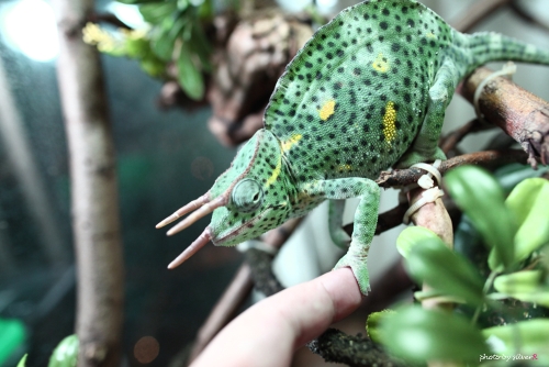�ʭ��ۤ��G My Reptiles