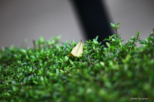 Contarex 135f2.8.002