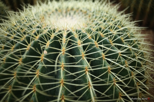 Contarex 25f2.8.001