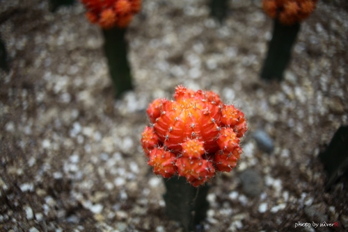 Contarex 25f2.8.002