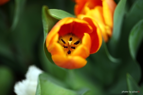003