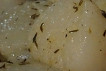900-DSC00450b