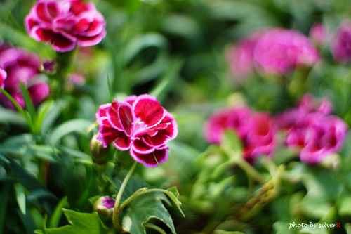 �ʭ��ۤ��G Leica Summicron-M 35mm f2.0 7 element