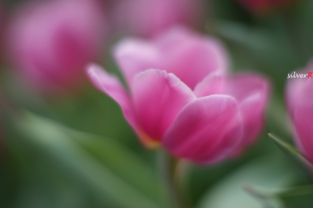 009