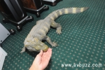 �ʭ��ۤ��G 2008�s�{���T�ۤ��i(Day 2) 
