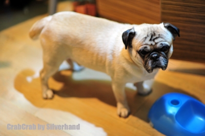 DSC_0817_resize.jpg