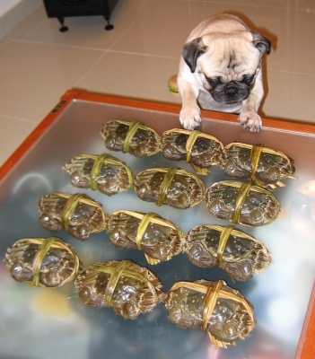 crab1.jpg