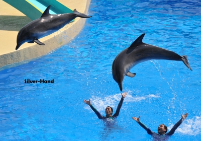 �ʭ��ۤ��G 31 Aug 08 Ocean Park
