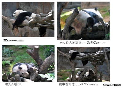 Panda.jpg
