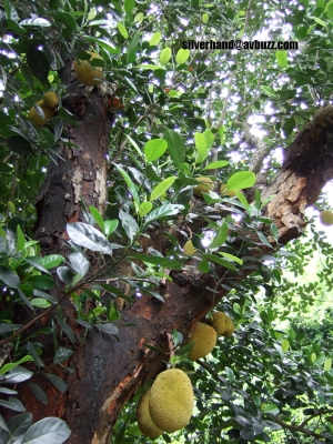 DSCF0350.jpg