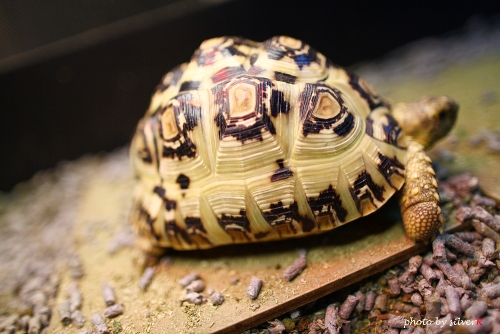 �ʭ��ۤ��G My Reptiles