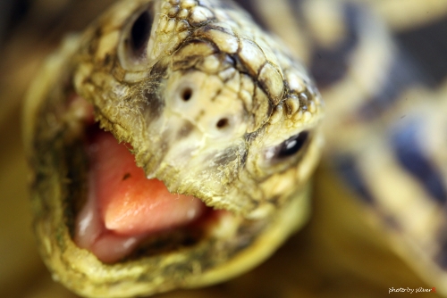 �P�J.006