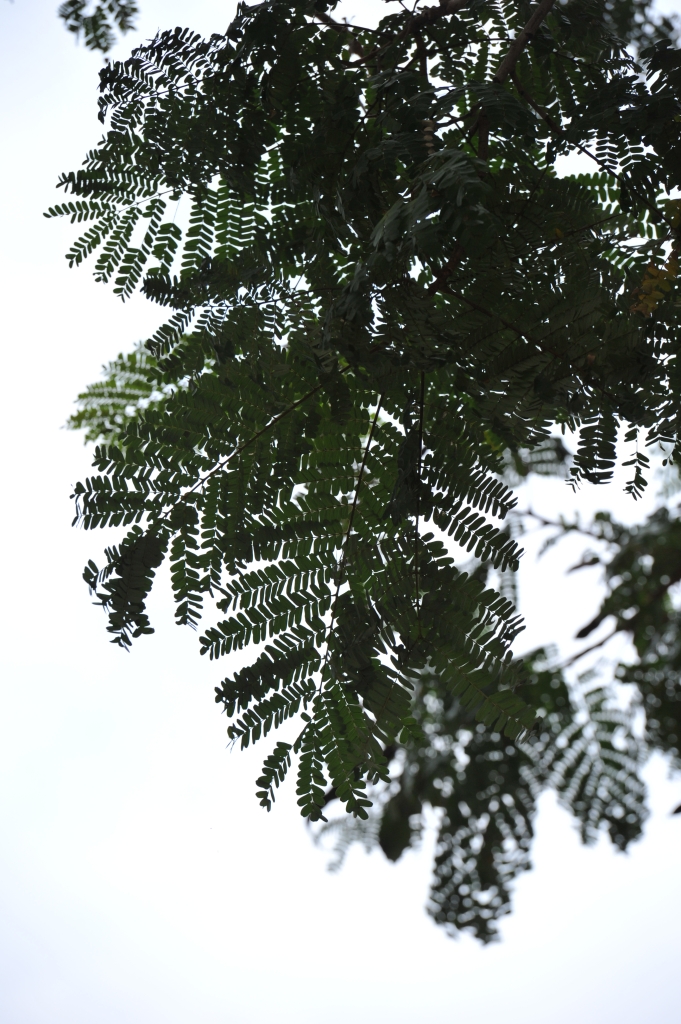DSC_2442.JPG