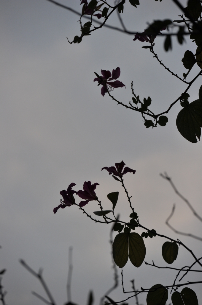 DSC_2446.JPG