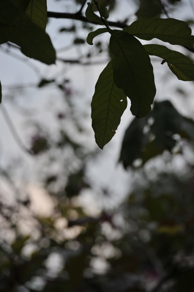 DSC_2450.JPG