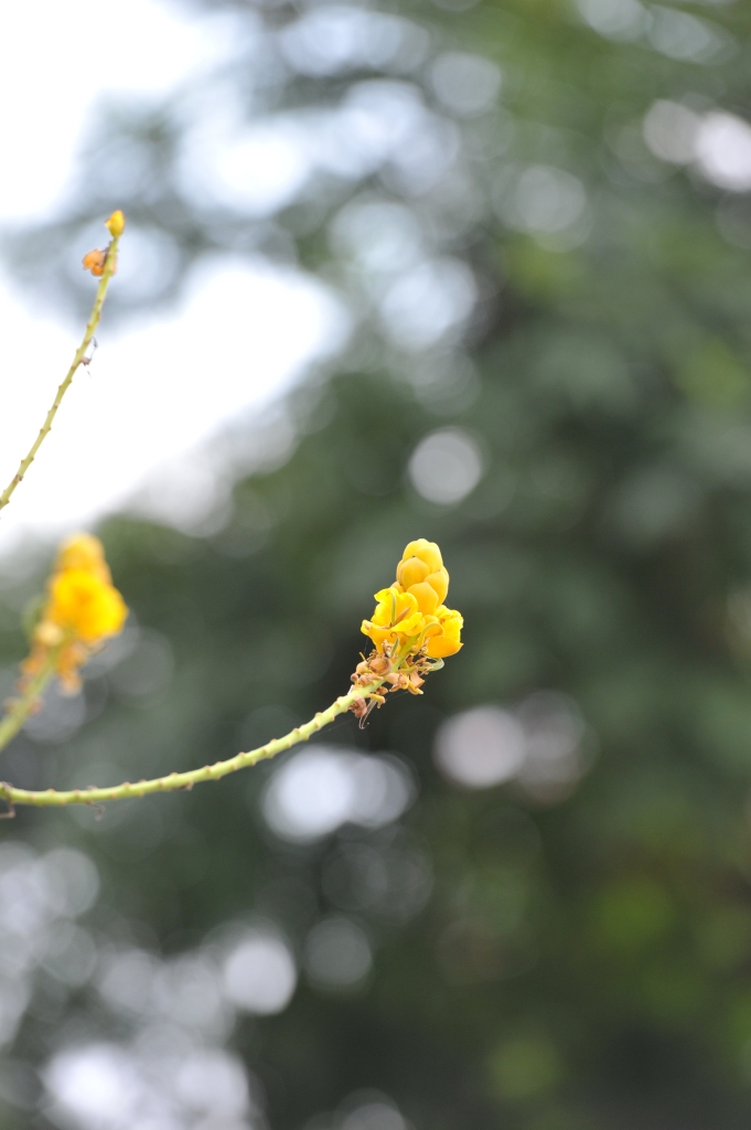 DSC_2453.JPG