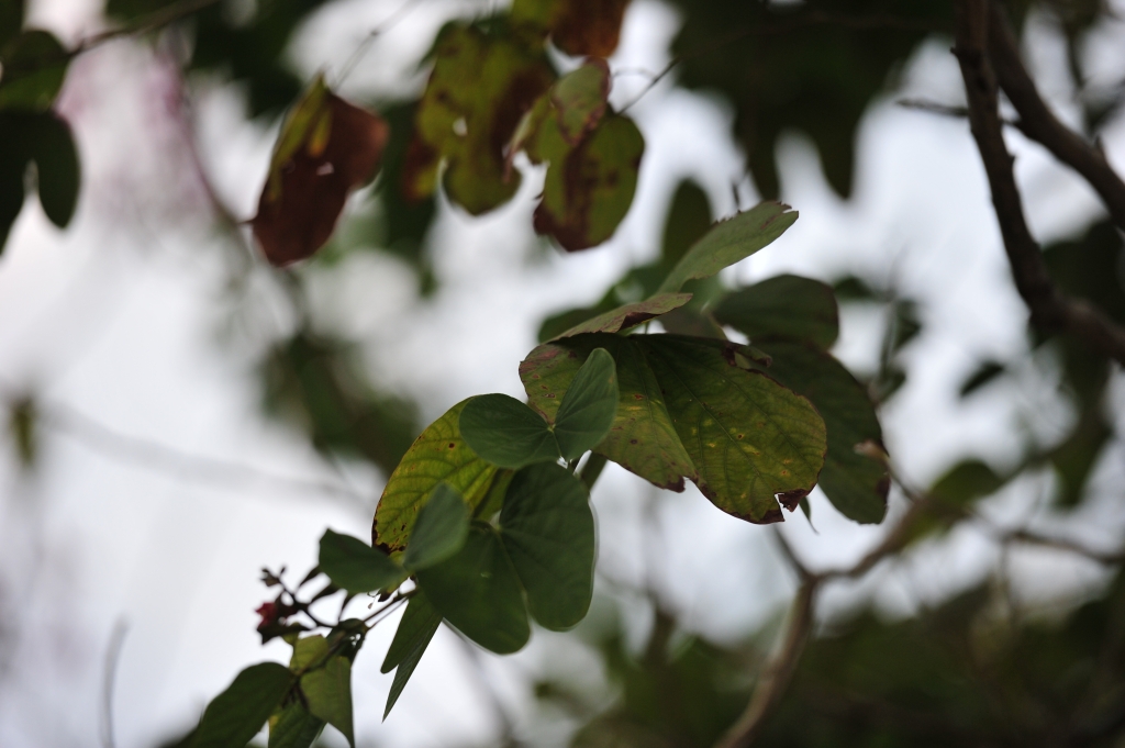 DSC_2461.JPG